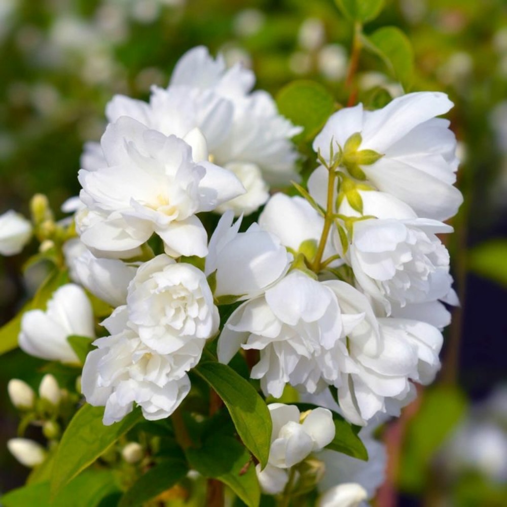 Seringat des jardins (philadelphus 'virginal')