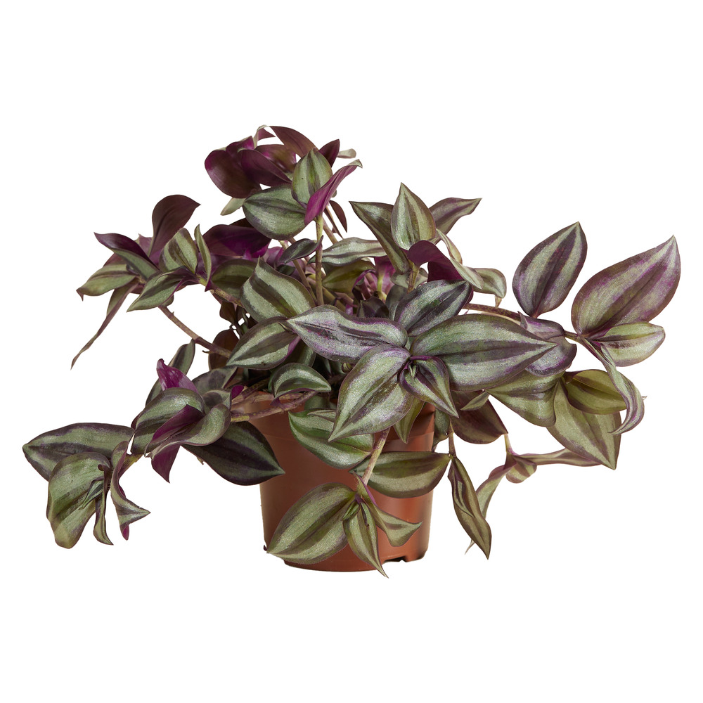 Tradescantia ‘violet hill’ - plante suspendue - 10-20 cm - pot 12 cm