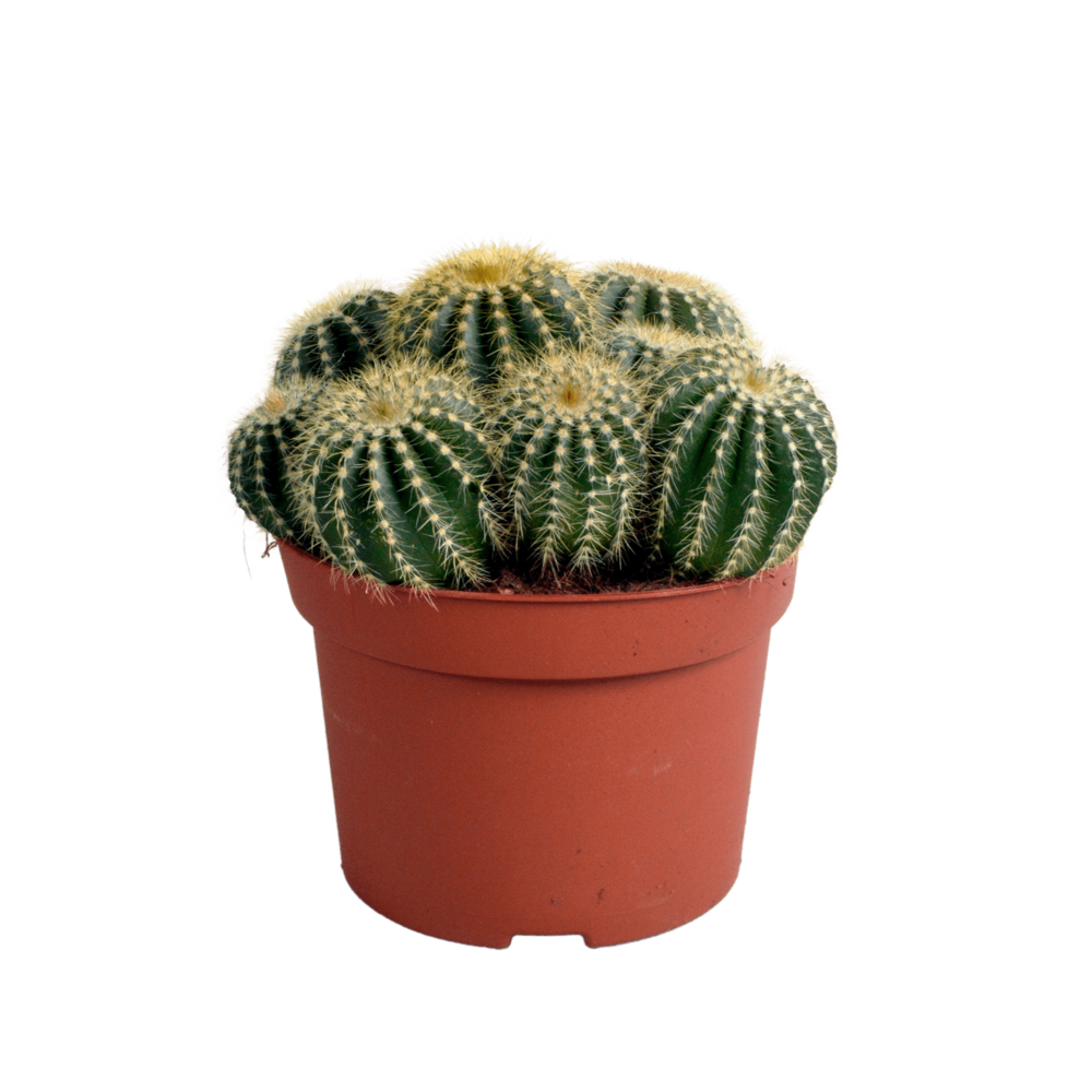 Parodia warasii h23cm - cactus d'intérieur