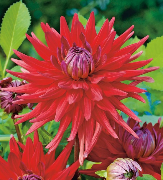 Dahlia cactus obsession - 1 bulbe