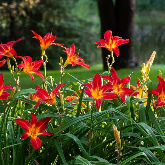 Hémérocalle alan godet - 5/20 cm