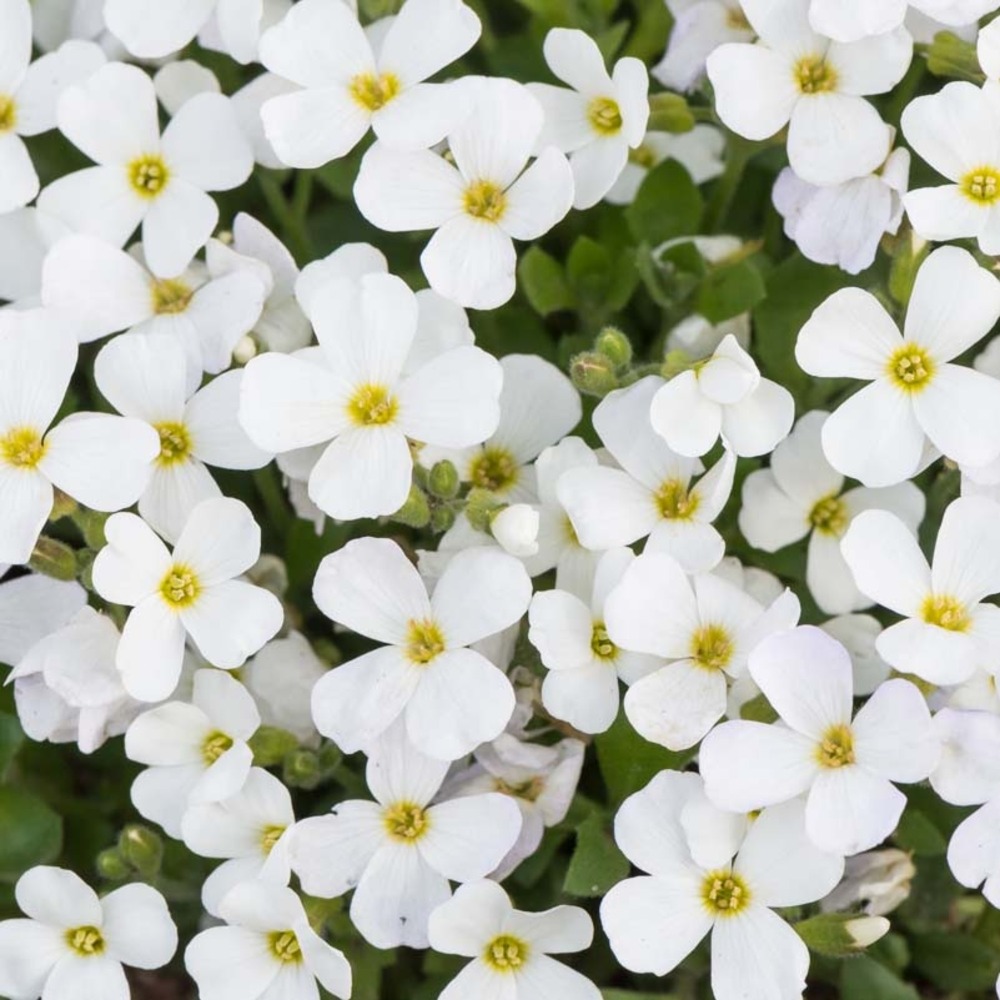 Aubriète 'kittee white' pot de 2l/3l