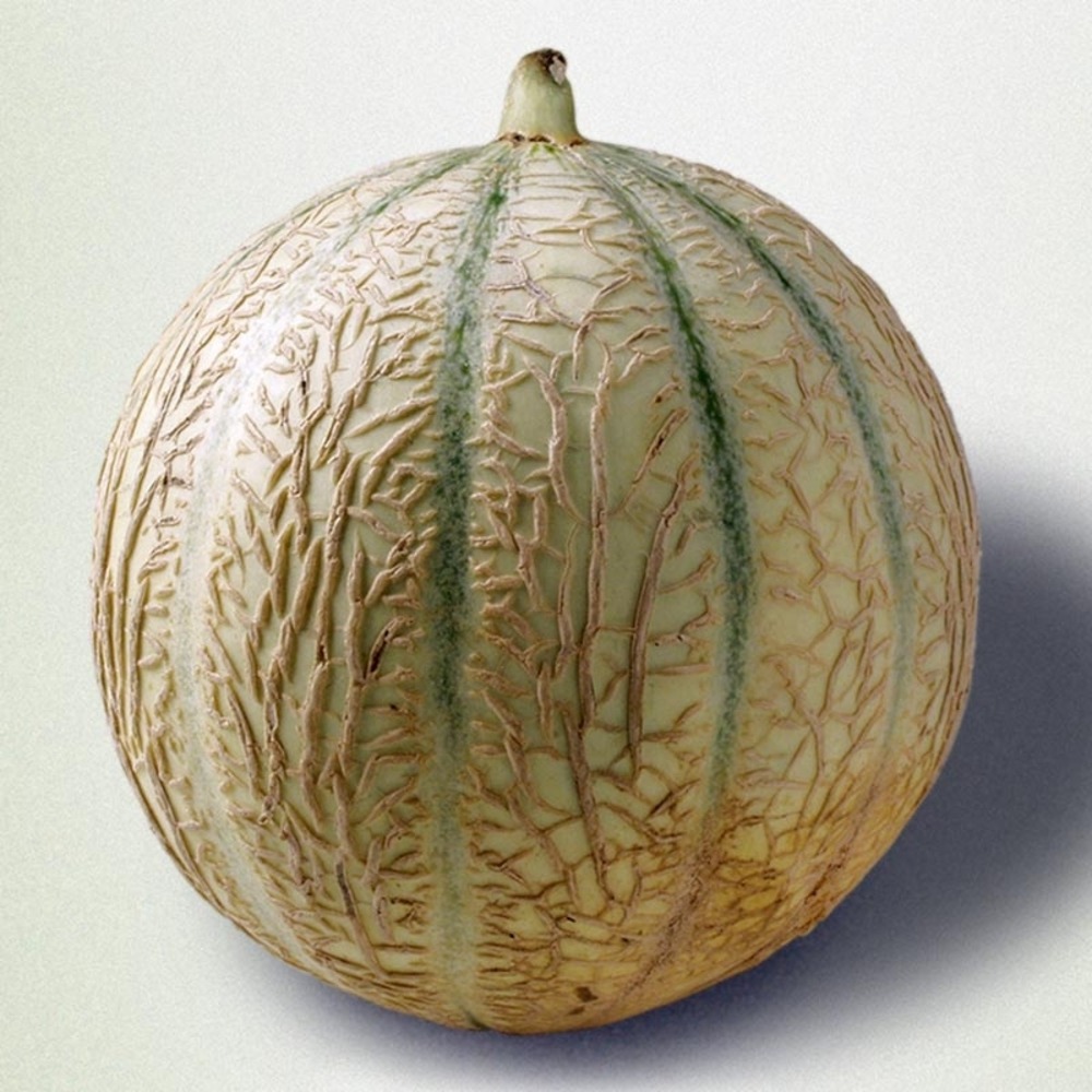 Melon 'cyrano f1' mini-motte ø 3/4 cm (par 2)