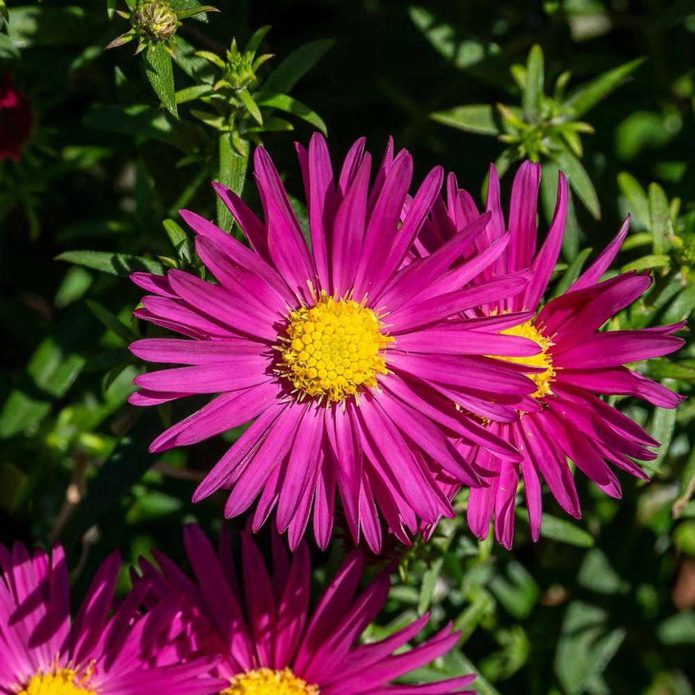 Aster nain 'bahamas' godet de 8/9 cm