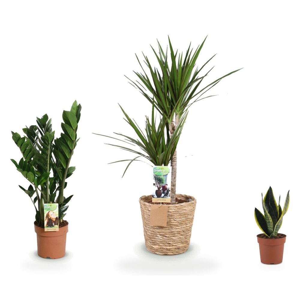 Trio dragonnier — dracaena marginata, zamioculcas & sansevieria future superb