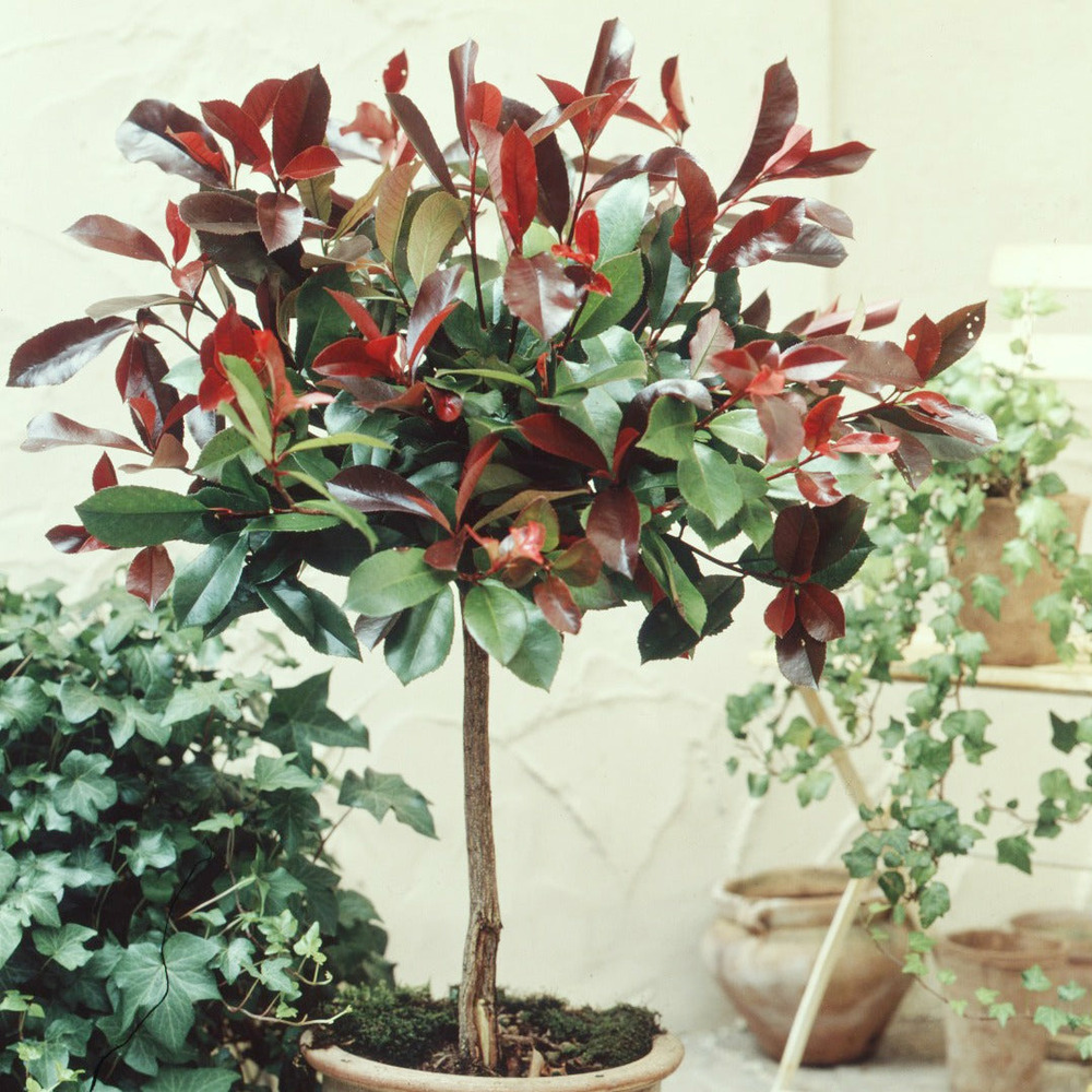 Photinia red robin sur tige - le pot / 3l / tige 60cm / hauteur livrée environ 80cm