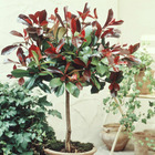 Photinia red robin sur tige, le pot / 3l / tige 60cm / hauteur livrée environ 80cm