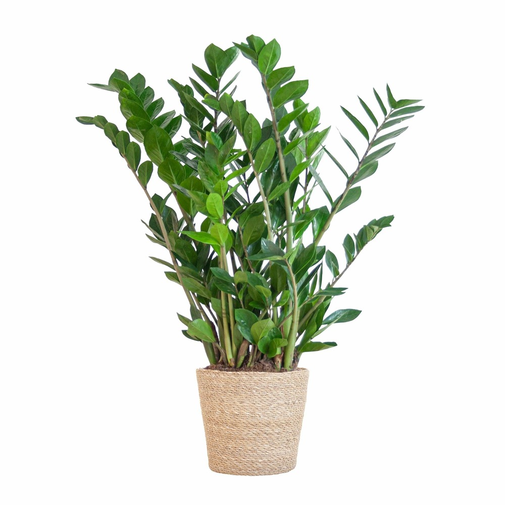 Zamioculcas zamiifolia et son pot panier naturel - hauteur 80cm