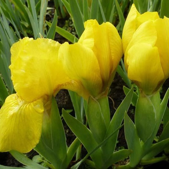6 x iris nain 'brassie' - iris pumila 'brassie' - godet 9cm x 9cm
