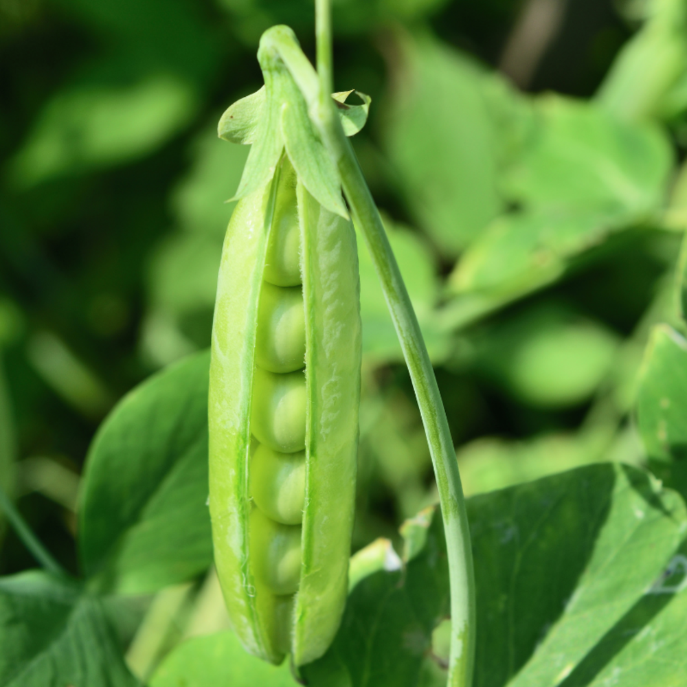 3 plants petit pois cash motte 7cm