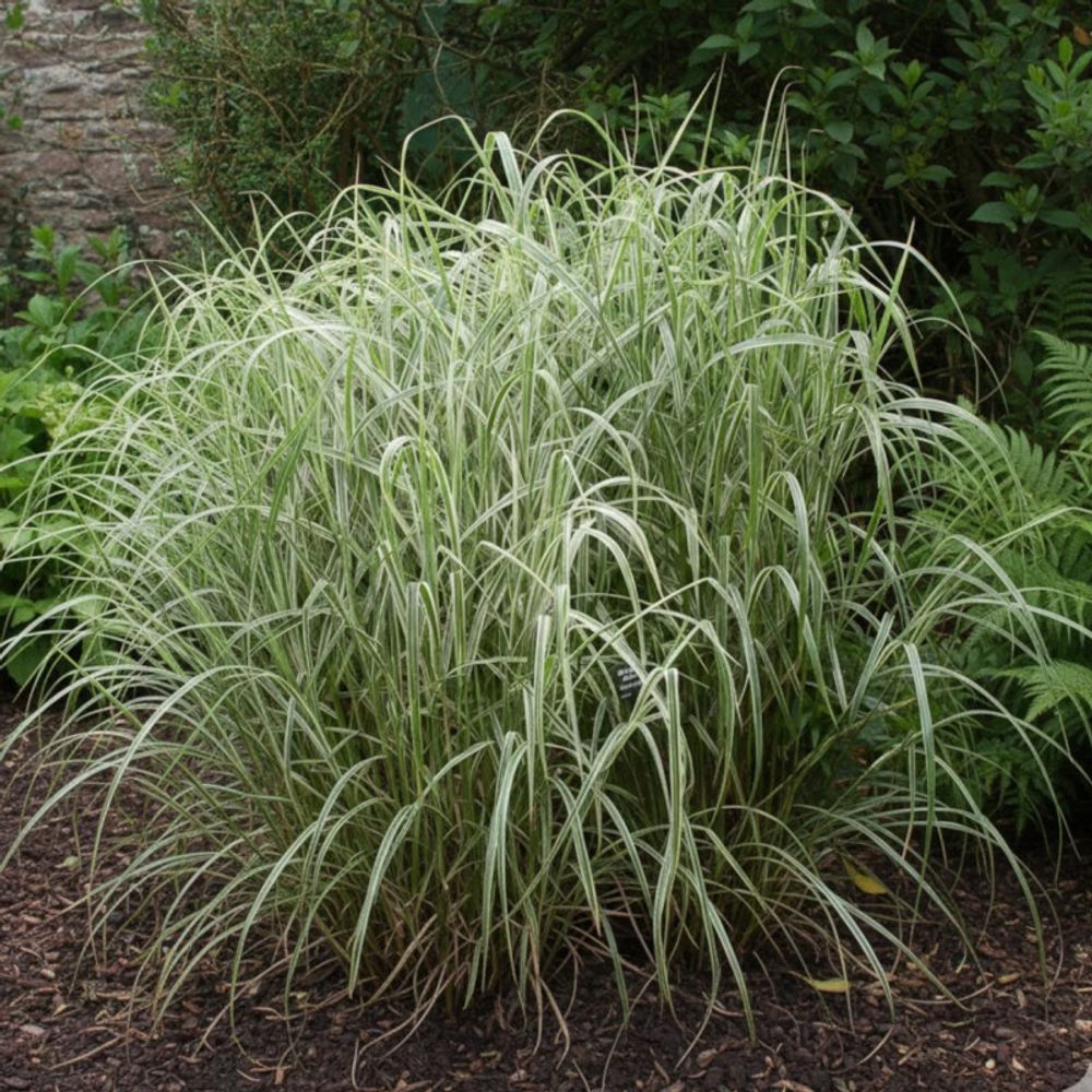 Miscanthus, roseau de chine cosmopolitan lot de 9 godets