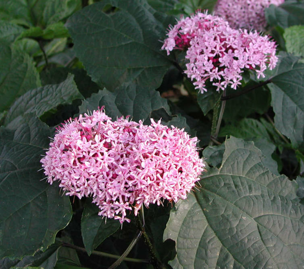 Clerodendrum bungei pink diamond (clérodendron) pot de 3 litres ? 40/60 cm