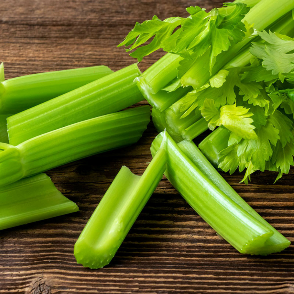 Plant celeri branche vert lino motte 7 cm