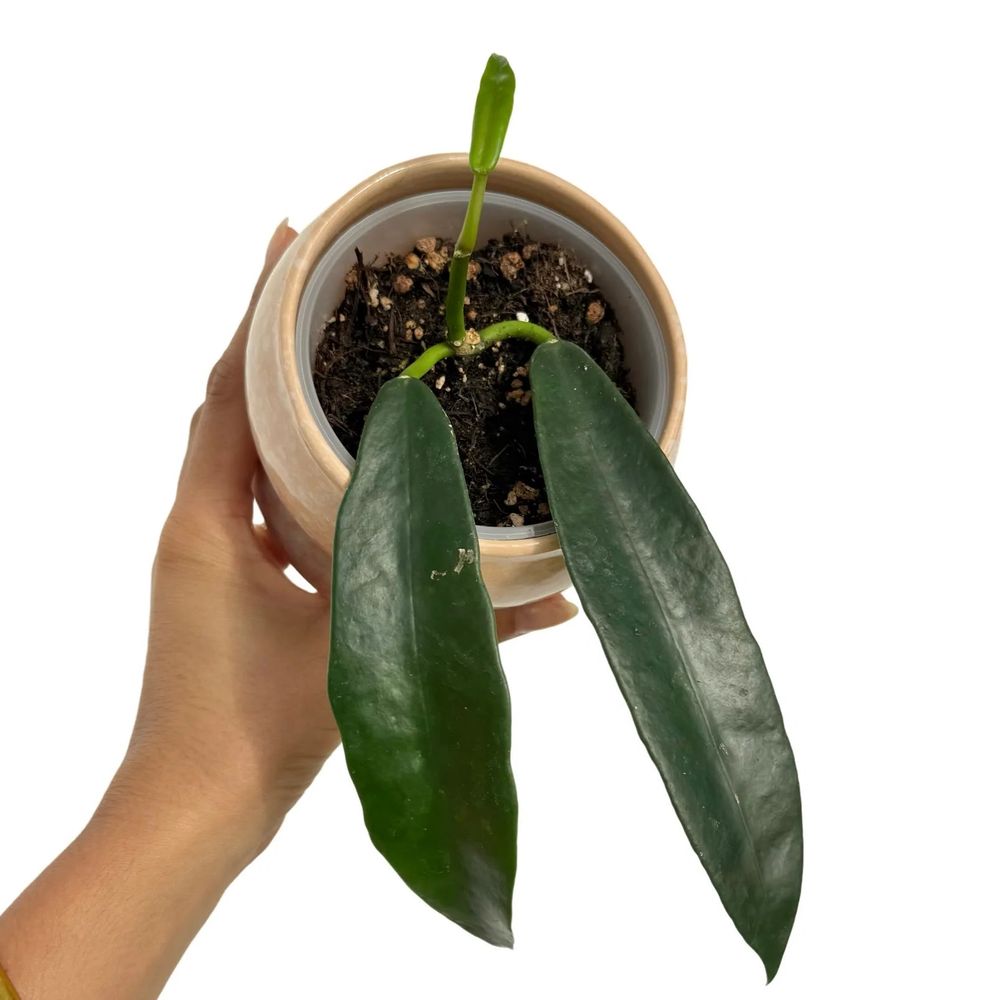 Hoya meliflua 'island' - pot de 9cm - plantes d'intérieur