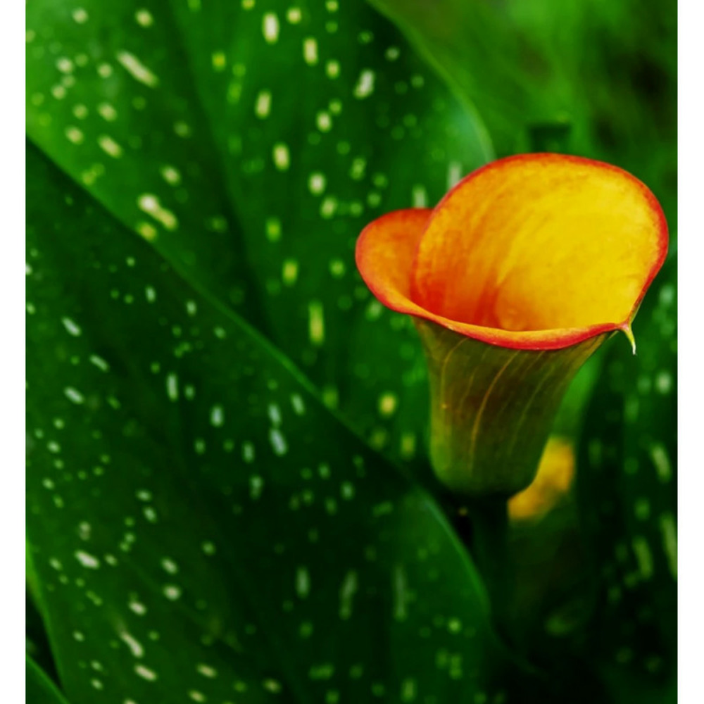 Bulbe d'arum hotshot sachet de 1 bulbe