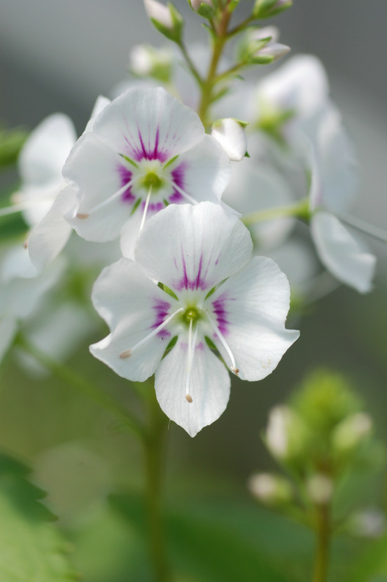 Parahebe 'avalanche' - en pot de 3 litres