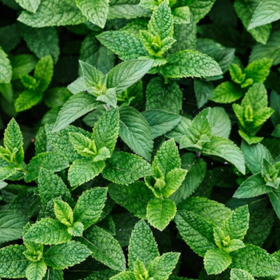 Menthe suisse - prêt à consommer pot de 1,5l - 10/20 cm