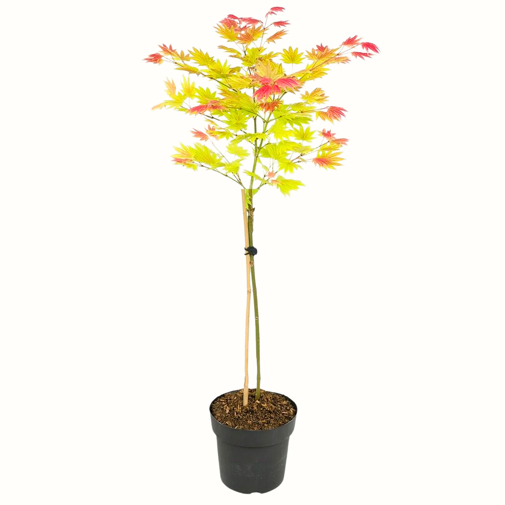 Erable du japon - acer moonrise - 100cm