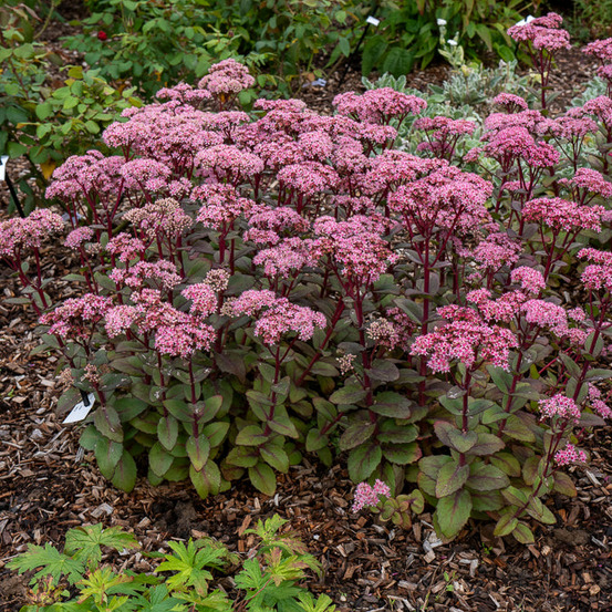 Sedum matrona - le pot / ø 9cm