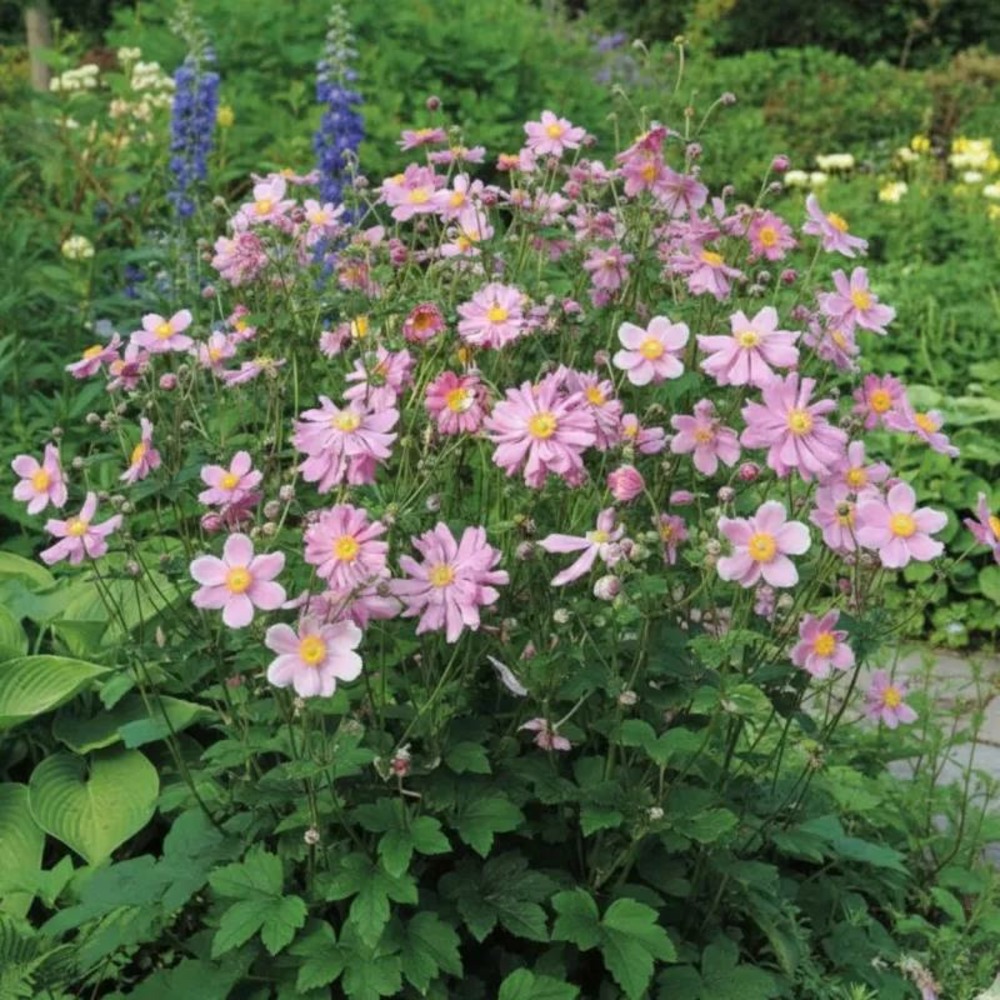 Anémone du japon prinz heinrich lot de 5 godets