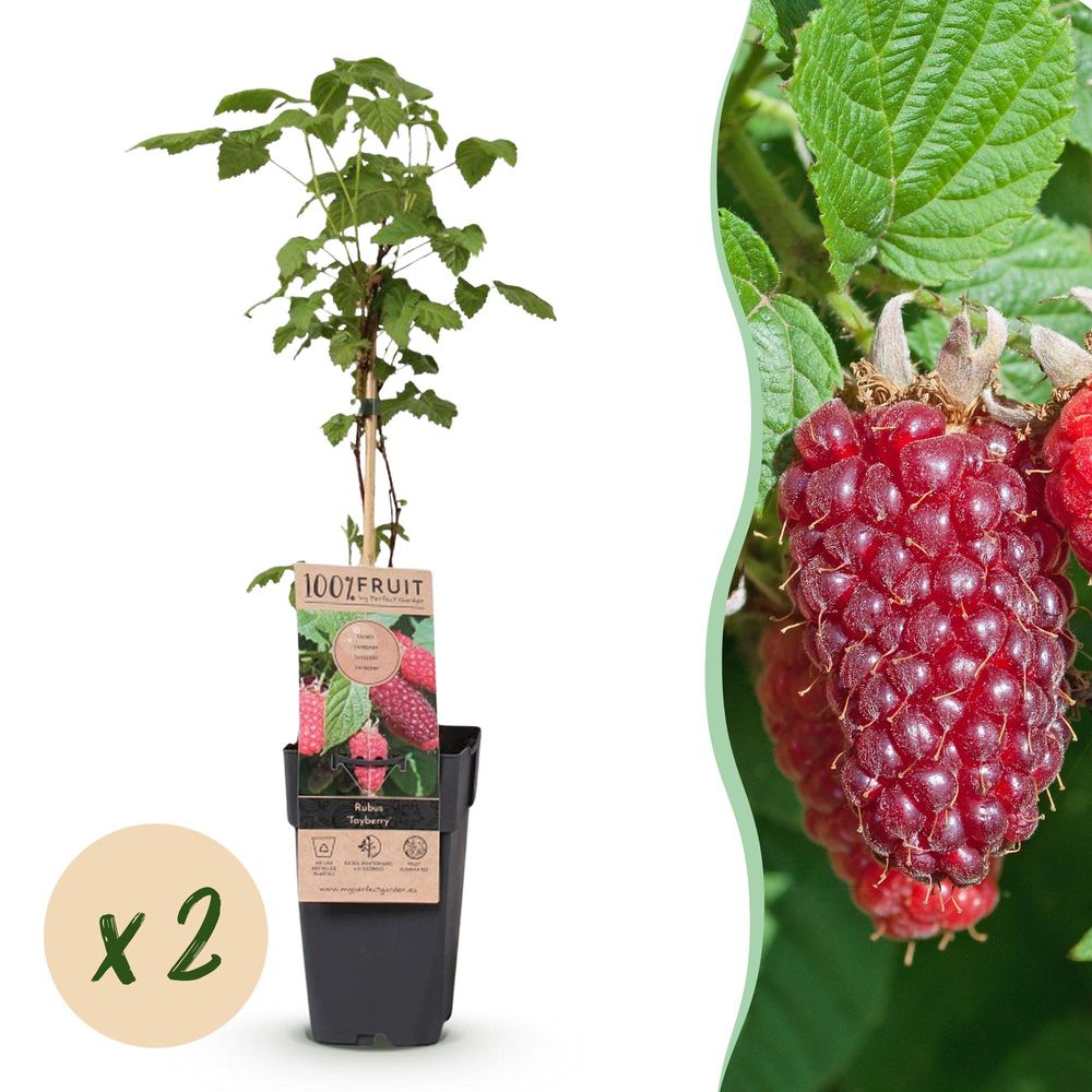 Mûre - pot 15 cm - hauteur 50 cm