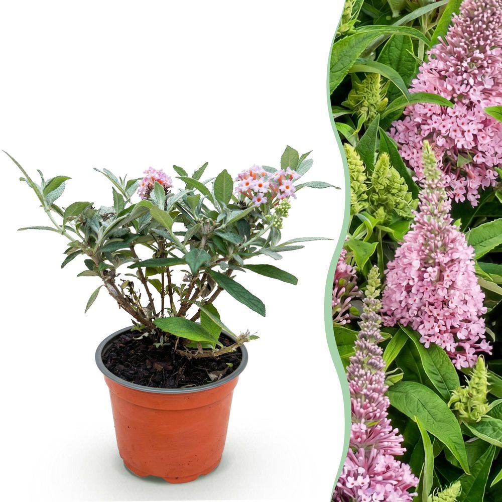 Buddleia butterfly candy little pink - h 20-25 cm, pot ø12 cm