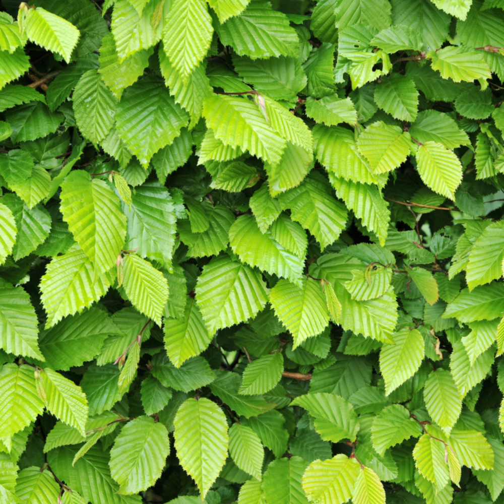 Charme commun, charmille - carpinus betulus 100 cm en pot