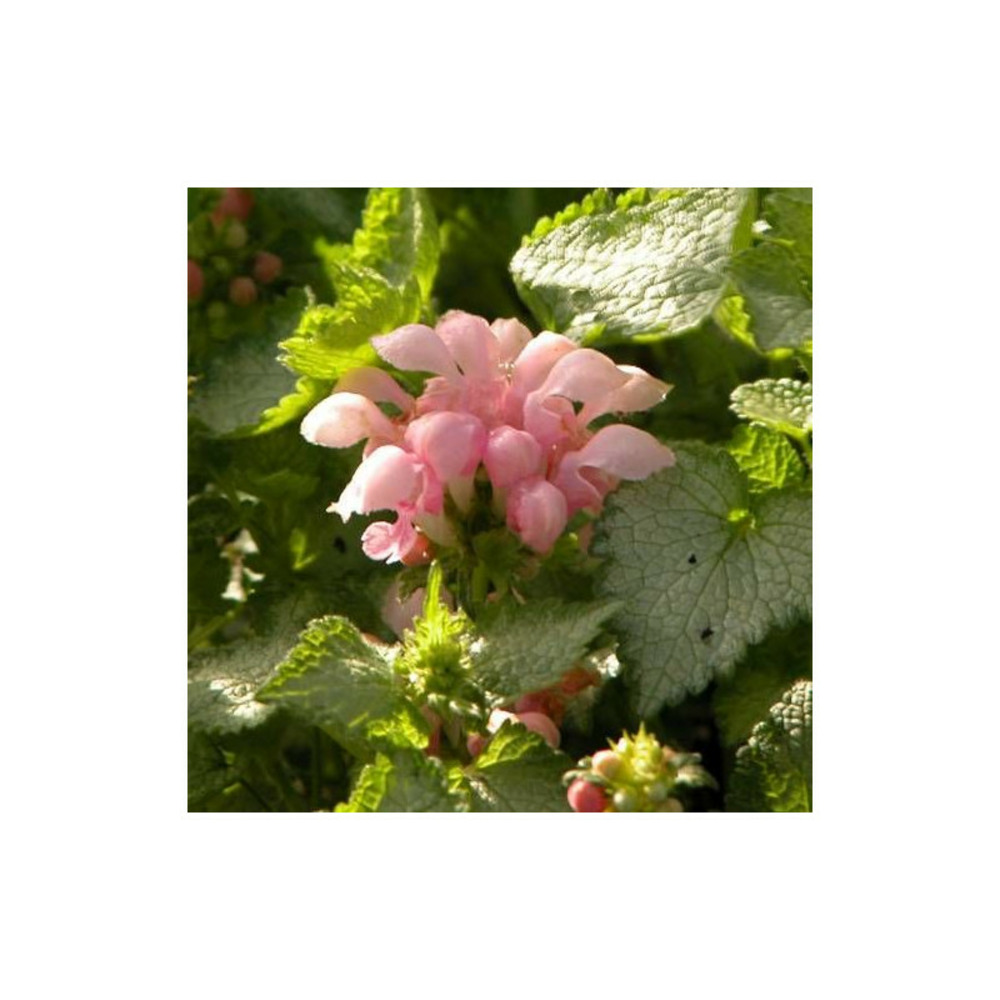 Lamier maculé pink pewter godet - 5/20 cm