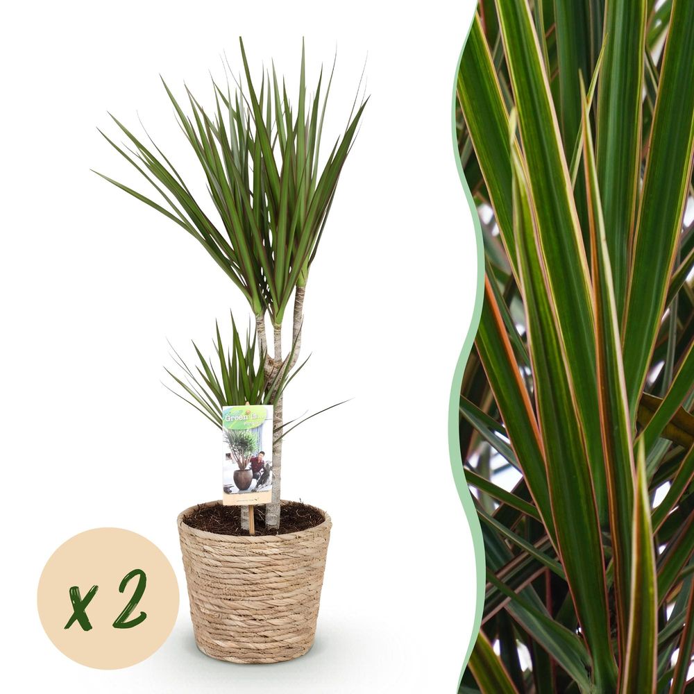 Dracaena marginata - arbre dragon - lot de 2 plantes - pot de 17cm - hauteur 70-80cm - plantes d'intérieur