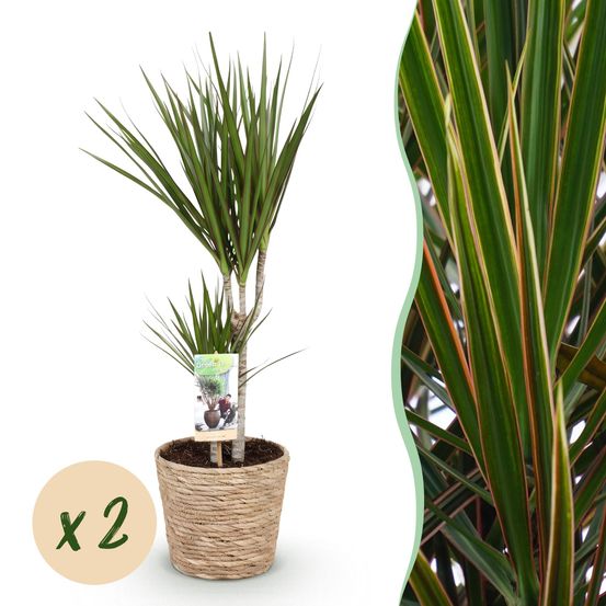 Dracaena marginata - arbre dragon - lot de 2 plantes - pot de 17cm - hauteur 70-80cm - plantes d'intérieur
