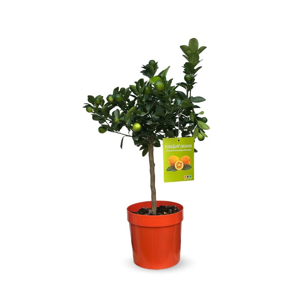 Kumquat - Fortunella Obovata - agrume méditerranéen - arbre fruitier - ↕ 75-85 cm - ⌀ 22 cm
