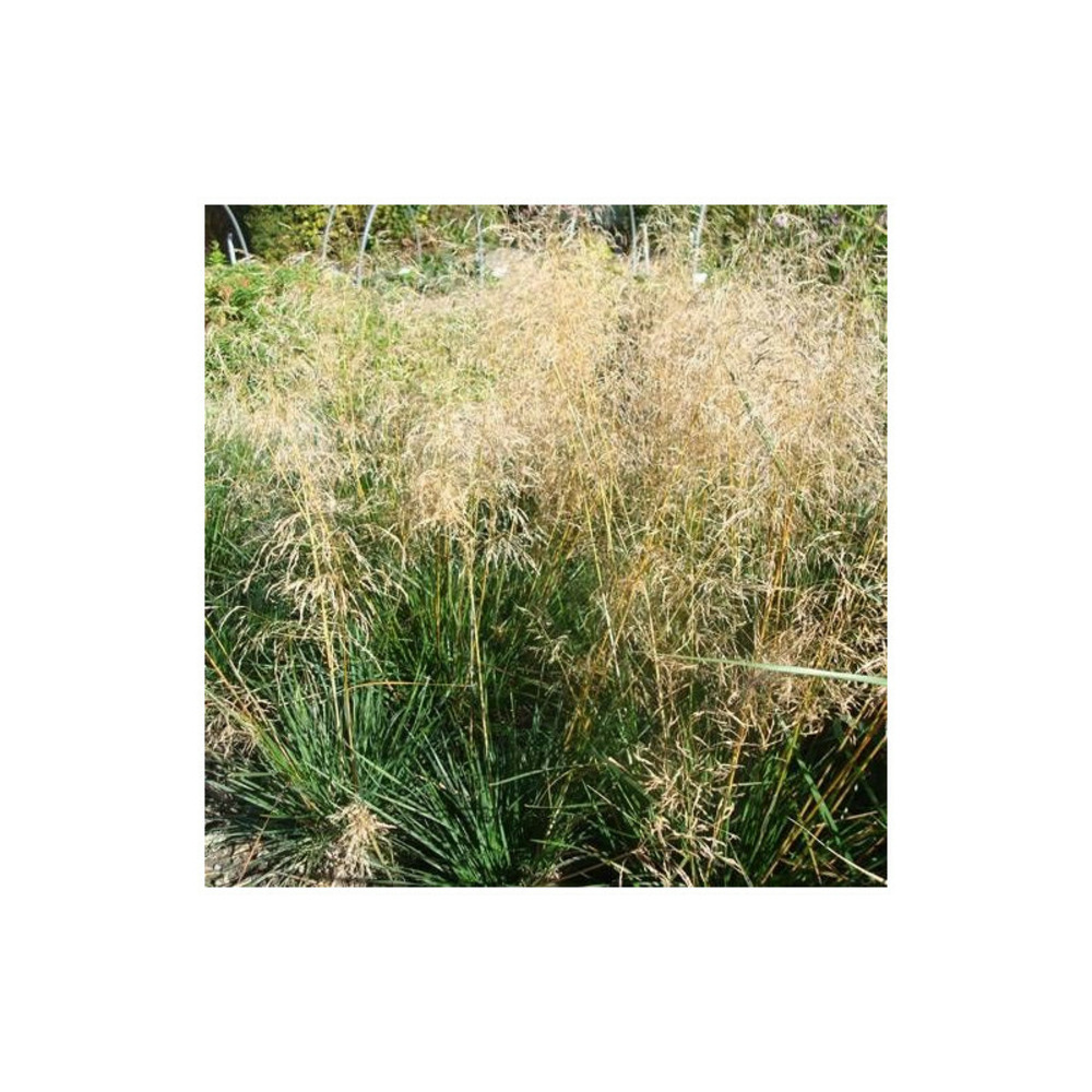 Canche cespiteuse goldtau godet - 5/20 cm