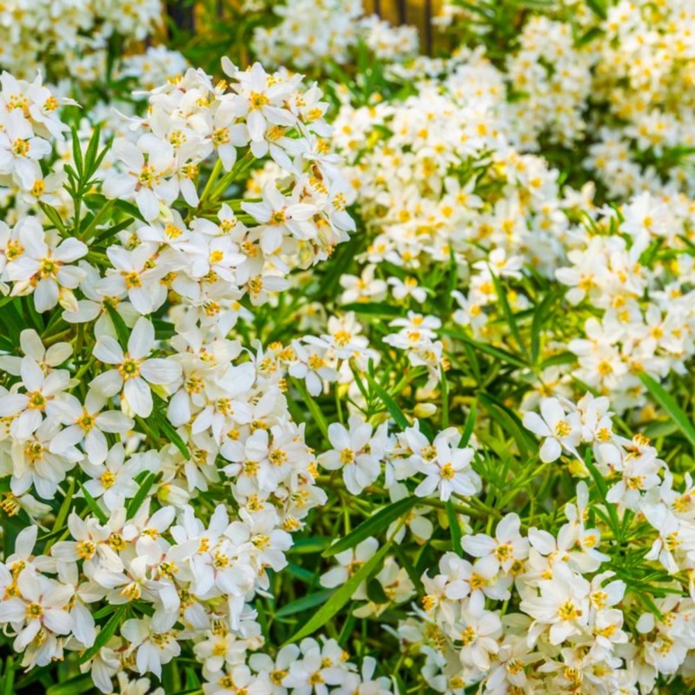 ORANGER DU MEXIQUE GF H13A25-(766569)