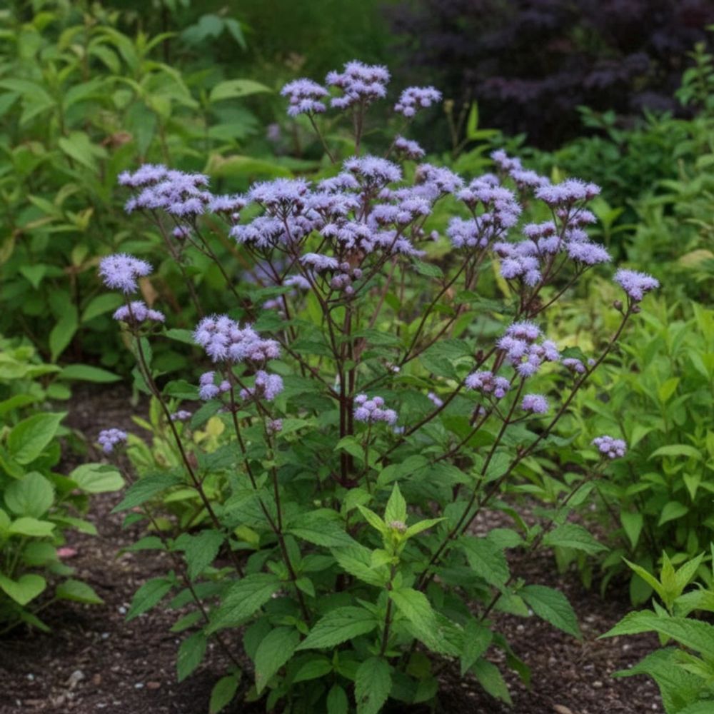 Eupatoire à port d'ageratum lot de 5 godets