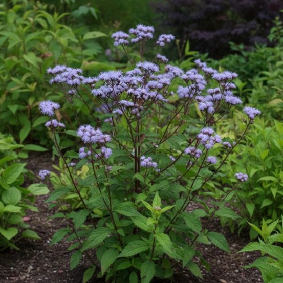 Eupatoire à port d'ageratum lot de 5 godets