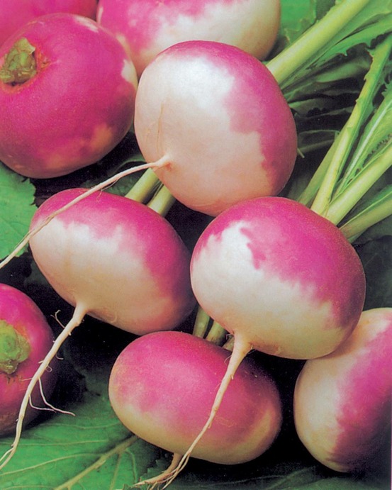 Navet blanc globe - 5 g