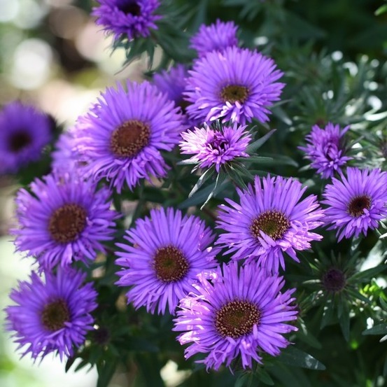 Aster de la nouvelle-angleterre 'purple dome' pot de 2l/3l