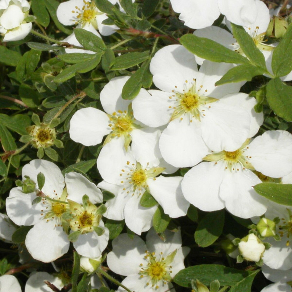 Potentille arbustive abbotswood, potentilla pot de 3l - 40/60 cm