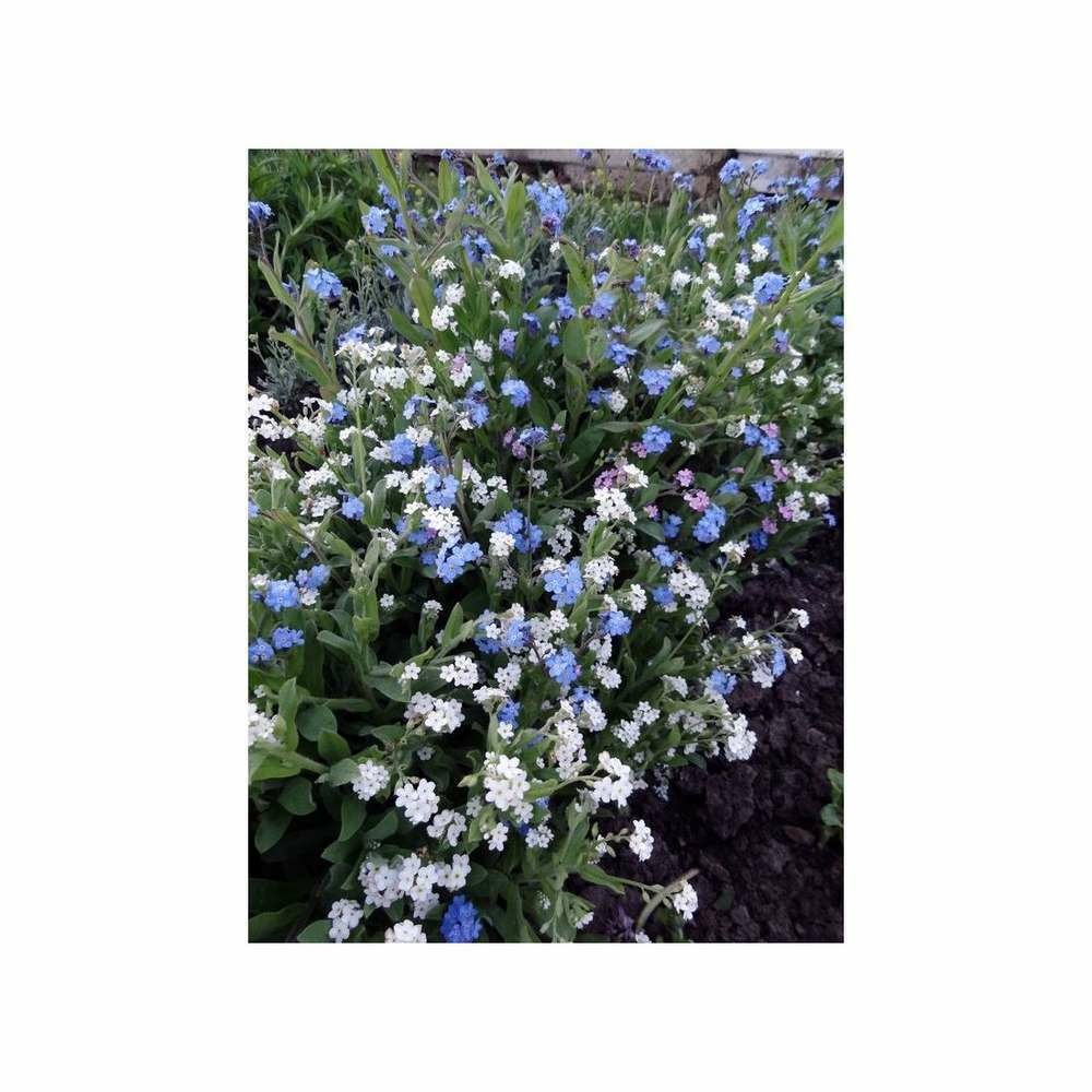 Myosotis des Alpes variÃ©