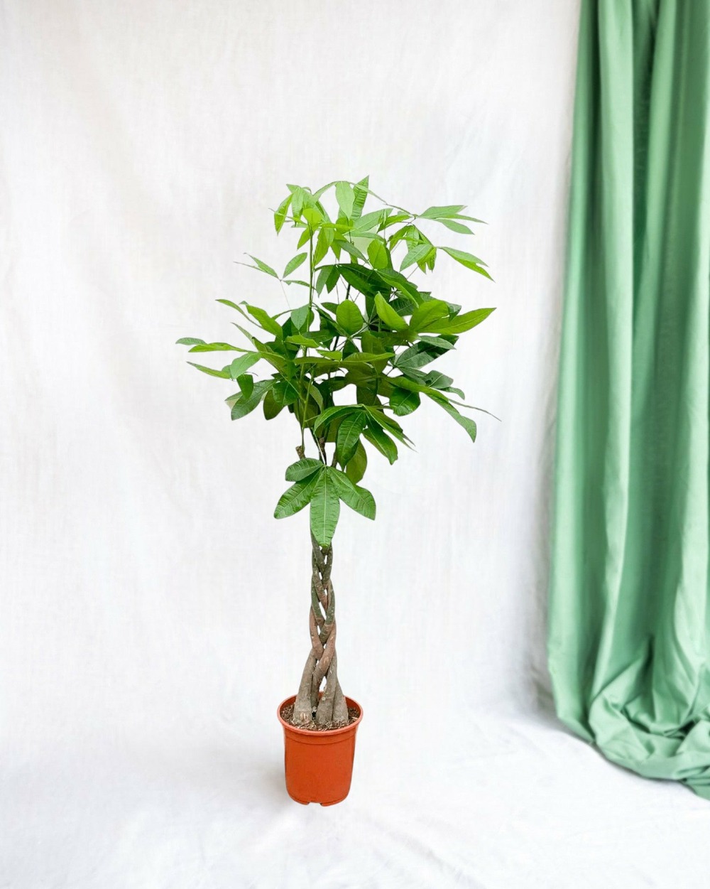 Pachira aquatica tressé- 160cm - ø27 160cm - plante d'intérieur