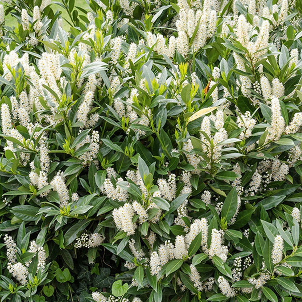 Laurier-cerise laurier palme otto luyken - le pot / ø 15cm / hauteur livrée 30-40cm, vendu par lot de 2