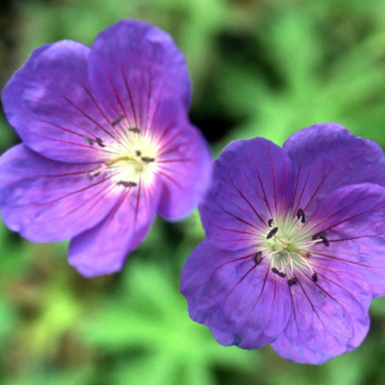 Géranium vivace brookside lot de 5 godets