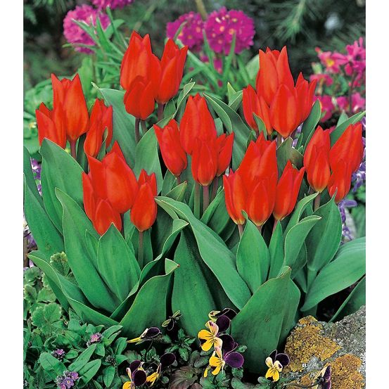 Tulipe praestans fuselier - 10 bulbes