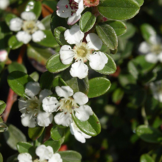 Cotoneaster rampant eichholz no 1, cotonéaster pot de 3l - 20/40 cm