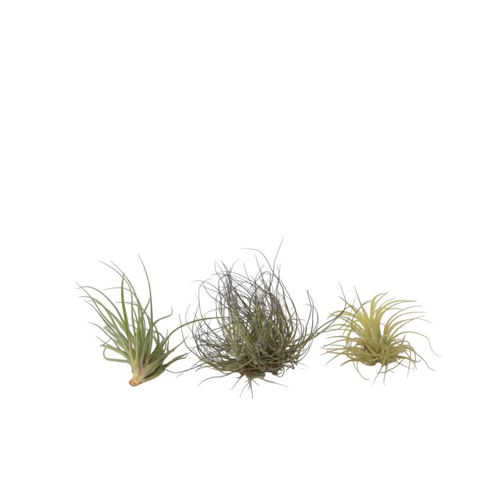 Plante aérienne - set de 3 - tillandsia - hauteur 5-15cm - ⌀5cm