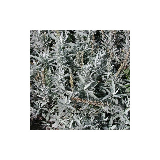 Armoise blanche valérie finnis lot de 9 godets