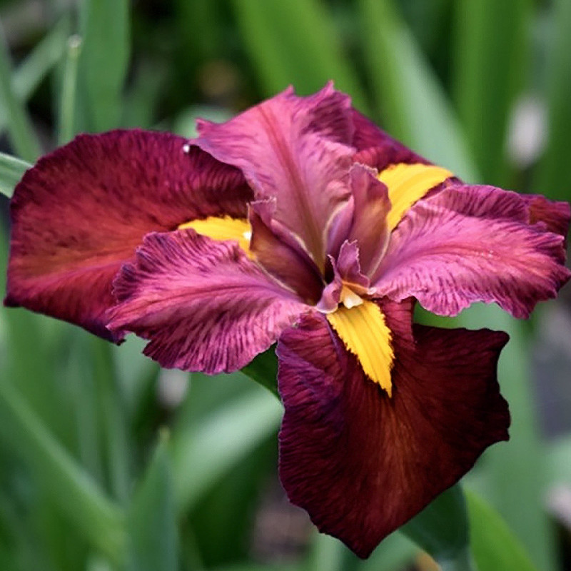 Iris 'ann chowning' (iris de louisiane) - godet 8 (8cm x 8cm x7cm, 300 ml) hauteur 50 cm