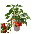 Plant de paprika aux fruits rouges - pour balcon et jardin - pot de 14cm - légume à emporter