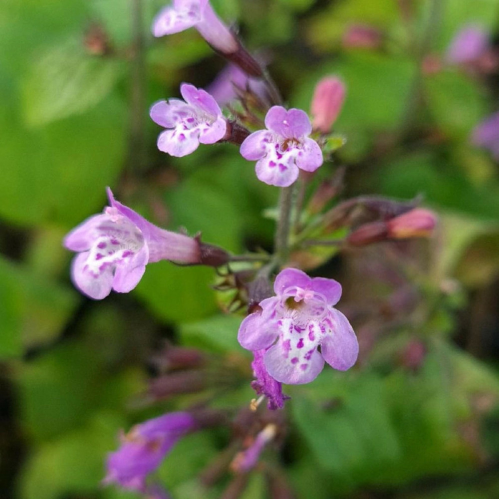 Calament gottfried kühn lot de 3 godets