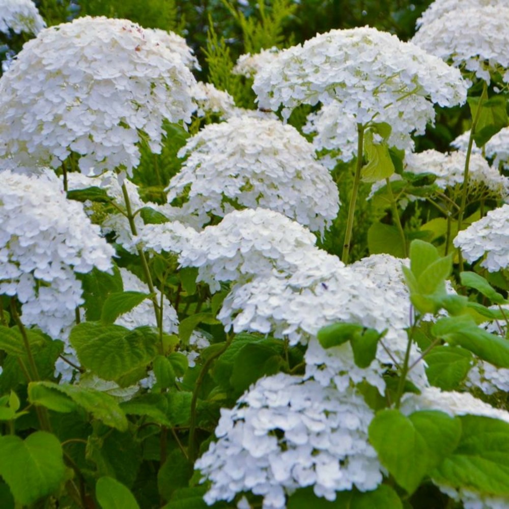 Hortensia 'annabelle' (hydrangea arborescens 'annabelle')